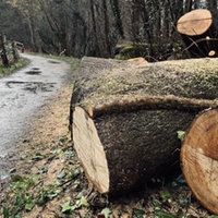 Ein dicker Baumstumpf liegt neben einem Wanderweg im Düsseltal