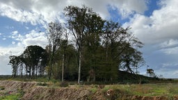 Ein kleiner Wald 