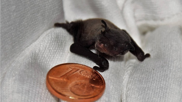 Eine Fledermaus liegt zum Größenvergleich neben einer Ein-Cent-Münze