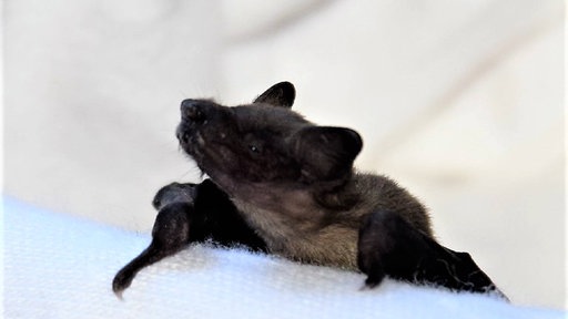 Eine Fledermaus sitzt auf einem weißen Tuch