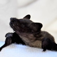 Eine Fledermaus sitzt auf einem weißen Tuch