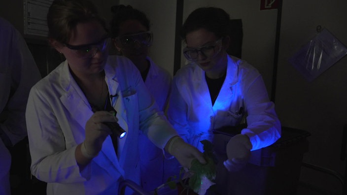 Drei Studentinnen stehen vor einer Pflanze. Eine von ihnen hält einen Taschenlampe und hält sie auf die Pflanze. Die drei tragen alle eine Schutzbrille.