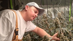 Mann bei Cannabisplantage, Gras