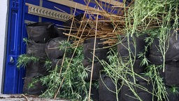 Cannabis-Pflanzen auf schwarzen Säcken in blauem LKW