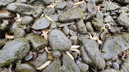Auf dem Foto sind nasse Kieselsteine, zwischen denen zahlreiche Fischleichen liegen.