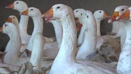 Die Gänse von Geflügelbauer Gerhard Trapp in Wülfrath