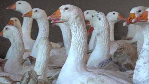 Die Gänse von Geflügelbauer Gerhard Trapp in Wülfrath