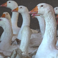 Die Gänse von Geflügelbauer Gerhard Trapp in Wülfrath