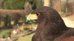 Wüstenbussard Lexie auf einem Friedhof