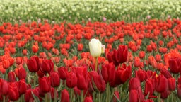 Viele Menschen auf Blumenfeldern in Jüchen