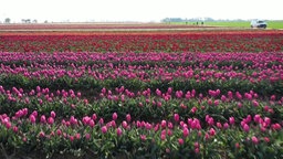 Viele Menschen auf Blumenfeldern in Jüchen