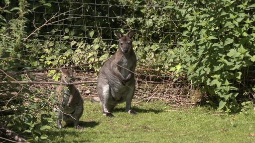 Kängurus in Solinger Fauna