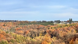 Großes Waldgebiet, im Hintergrund Häuser