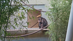 Affe im Gehäge auf einem Brett sitzend