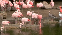 Zu sehen sind Flamingos.