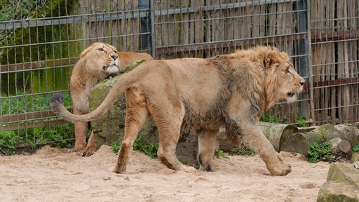 Asiatisches Löwenpaar Navin und Gina