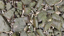 Zahlreiche tote Fische im Flussbett der Agger
