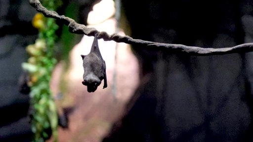 Fledermaus