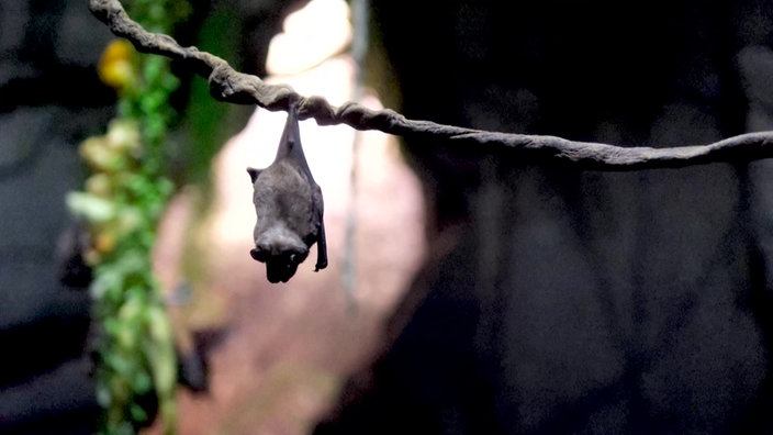 Fledermaus