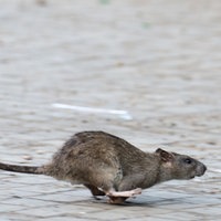 ratte, läuft, straße, plage