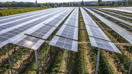 Photovoltaik-Platten sind auf einem Gestell über Pflanzen aufgebaut