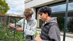 Adam und Mats stehen im Beet und binden Tomatenstauden fest