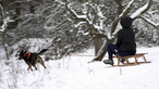 Hund an der Leine zieht Person auf kleinem Holzschlitten durch die Winterlandschaft