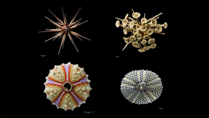 Einige der Seeigel aus der Sammlung von Dr. Hans-Volker Thiel