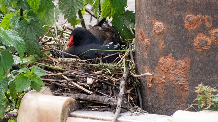 Eine Teichralle sitzt in einem Nest an einem Pfeiler