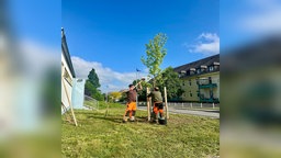 Aus gegebenem Anlass hat die Stadt Menden An der Beile einen Baum gepflanzt.