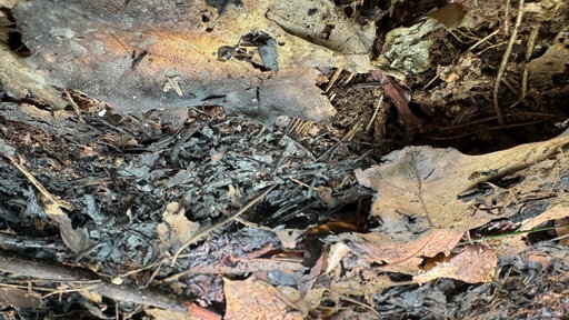 Verkohltes Holz und Laub auf einem Waldboden