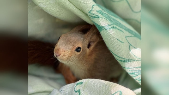 Eichhörnchen