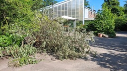 Vom Sturm abgebrochene Äste vor Vogelhaus im Krefelder Zoo