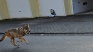 Wolf läuft durch Straße in Bonn Sankt-Augustin