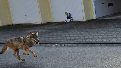 Wolf läuft durch Straße in Bonn Sankt-Augustin