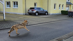Wolf läuft durch Straße in Sankt-Augustin