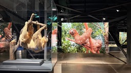 Große Fotografien im Gasometer - ein Bild zeigt ein Faultier