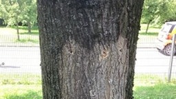 Borhlöcher und verfärbte Rinde bei möglicherweise vergiftetem Baum in Bottrop, 20.06.25