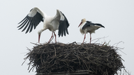 Zwei Störche sitzen in ihrem Nest.