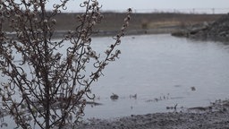 Auf der Halde Haniel ist in den letzten Jahrzehnten ein neues Biotop für verschiedene Tierarten entstanden.