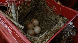 Die ersten vier Eier des Rotkehlchenpaares liegen im Nest 