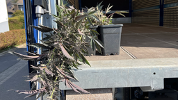 Cannabis-Pflanze steht in einem LKW