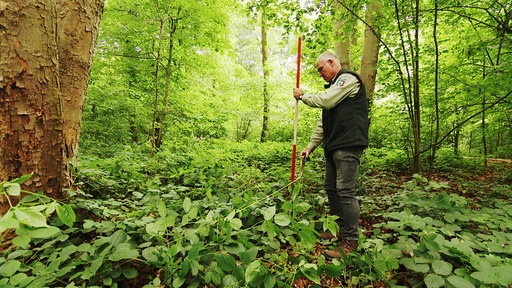 Duisburgs Stadtförster Stefan Jeschke misst die Schneise, die entstehen würde, im Wald und markiert Bereiche mit rot-weißem Absperrband.