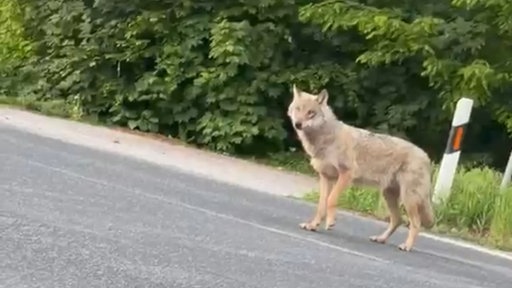 Wolf auf der Straße 