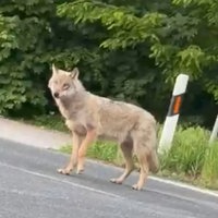 Wolf auf der Straße 