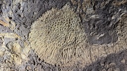 Eine versteinerte Bodenkoralle aus dem Devon in der neuen Paradieshöhle in Ennepetal