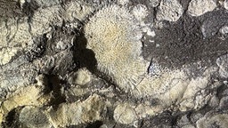 Ein versteinertes Korallenriff auf einer Höhlenwand