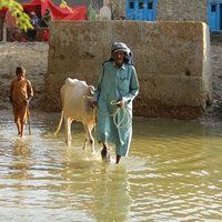 Bauern fordern Schadenersatz nach Flutkatastrophe in Pakistan