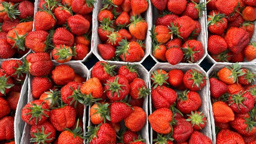 Zehn Pappschalen mit reifen, roten Erdbeeren
