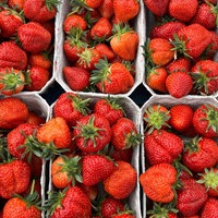Zehn Pappschalen mit reifen, roten Erdbeeren
